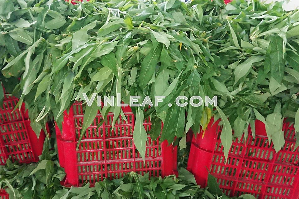 After harvesting , Cassava Leaves are removed stem