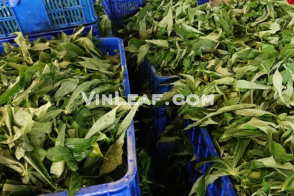 Washed Cassava Leaves 