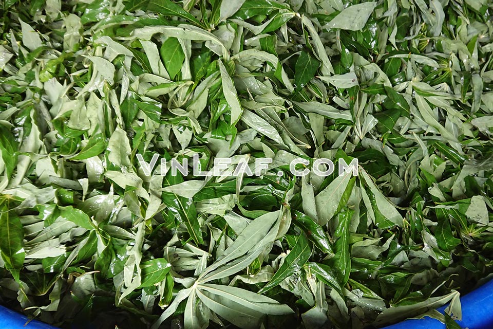 cassava leaves washing