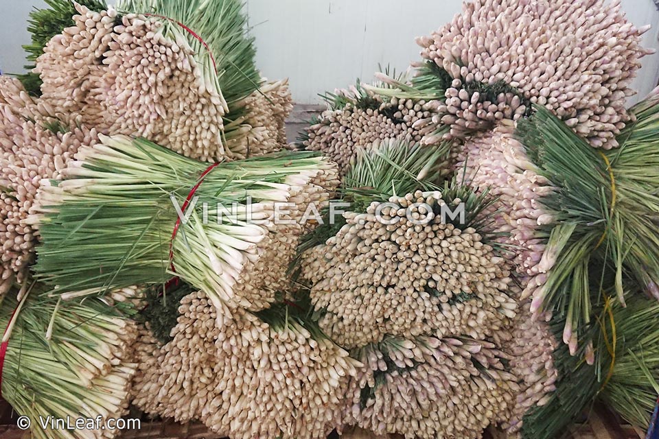 Fresh lemongrass